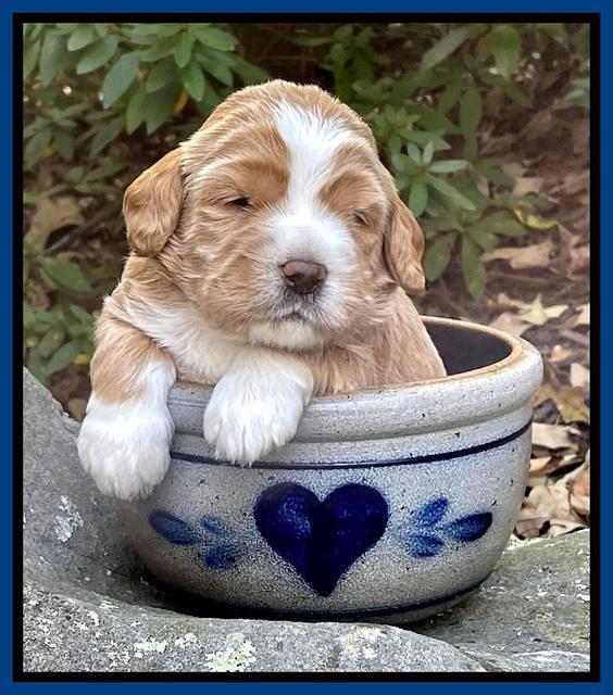 Kenzie Flynn pups 3 wks old 61