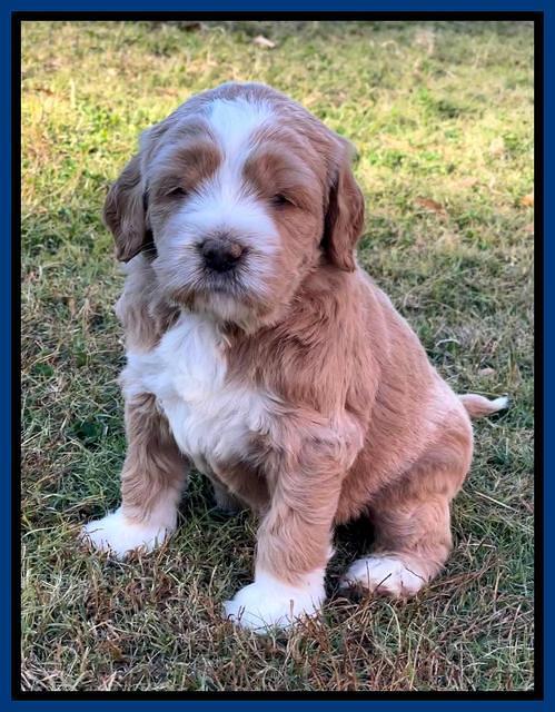 Kenzie Flynn pups 5 wks old 51