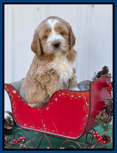Kenzie Flynn pups 6 wks old 51