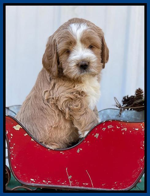 Kenzie Flynn pups 6 wks old 61