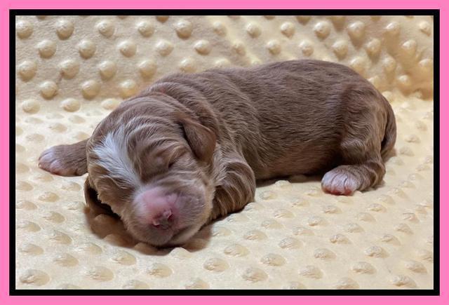 Kenzie Flynn pups 1 week old 51