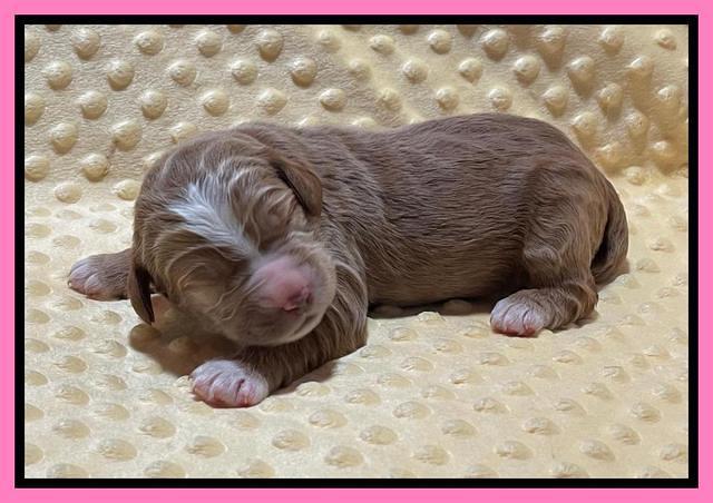 Kenzie Flynn pups 1 week old 71