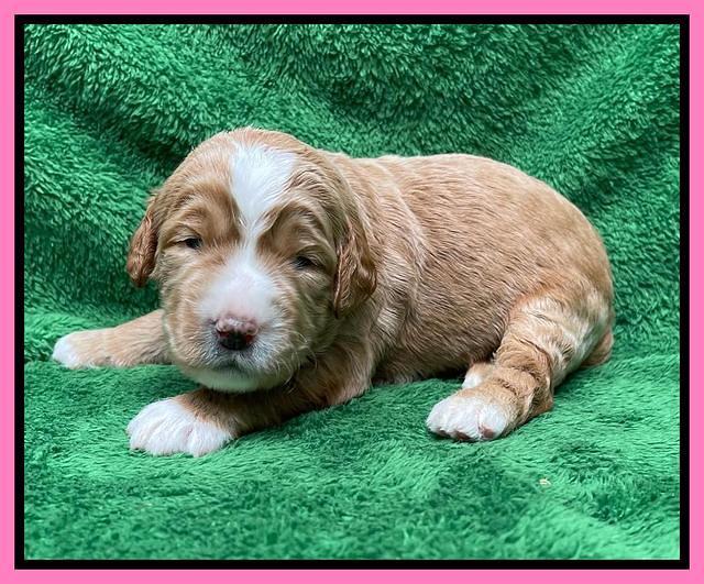 Kenzie Flynn pups 2 wks old 141