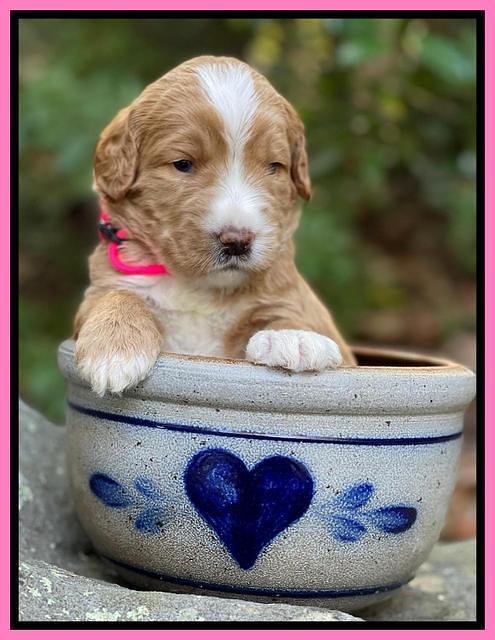 Kenzie Flynn pups 3 wks old 101