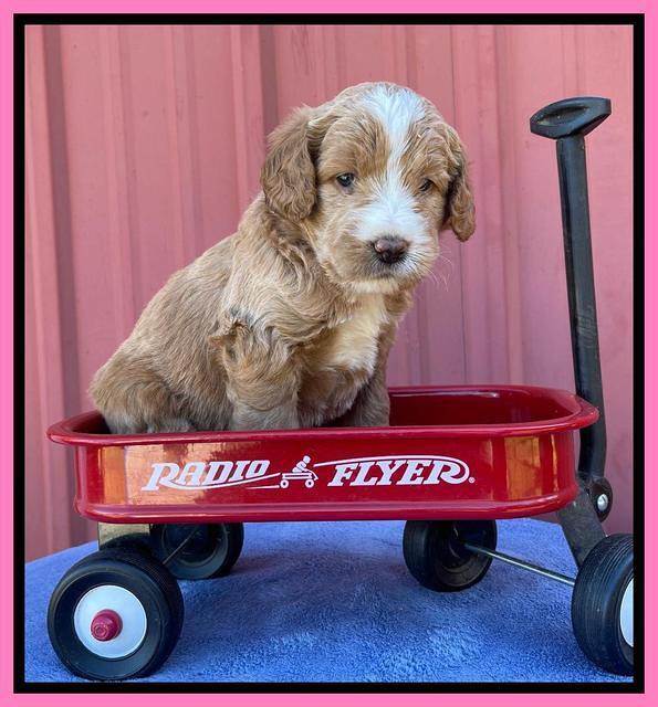 Kenzie Flynn pups 4 wks old 6!