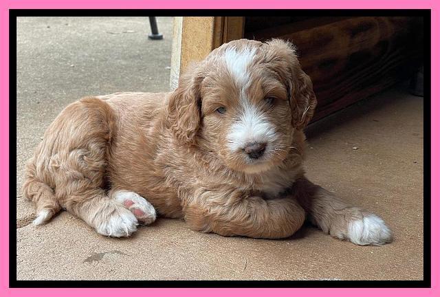 Kenzie Flynn pups 5 wks old 101