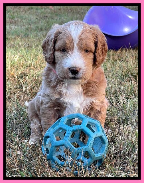 Kenzie Flynn pups 5 wks old 71