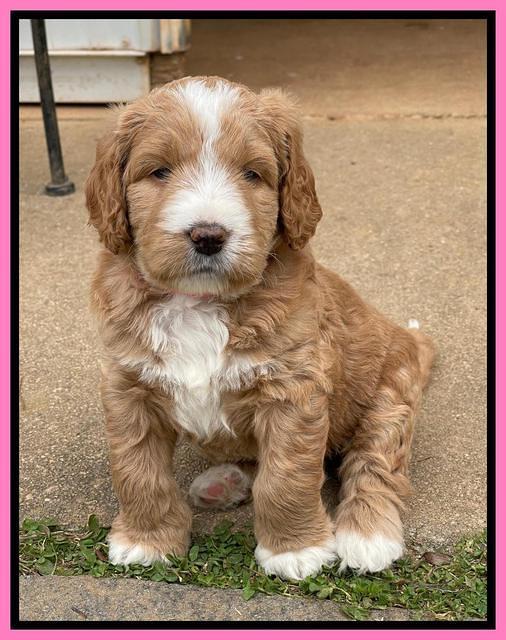 Kenzie Flynn pups 5 wks old 81
