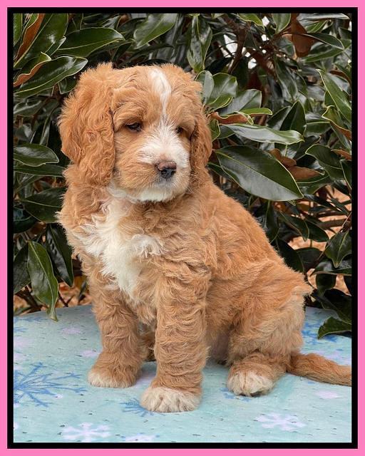 Kenzie Flynn pups 7 wks old 101