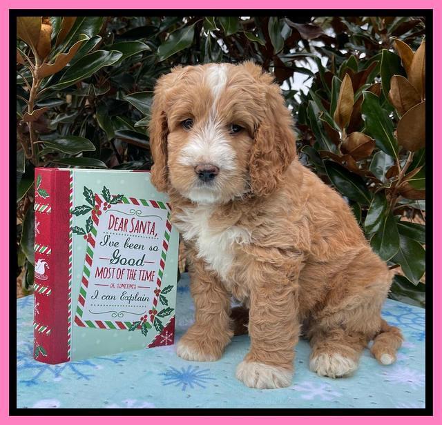 Kenzie Flynn pups 7 wks old 71