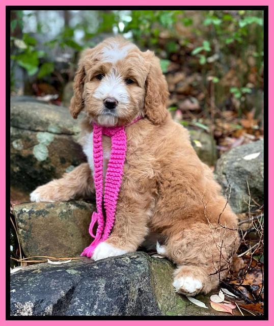 Kenzie Flynn pups 8 wks old 121