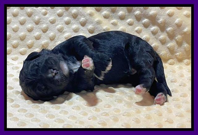 Kenzie Flynn pups 1 week old 101