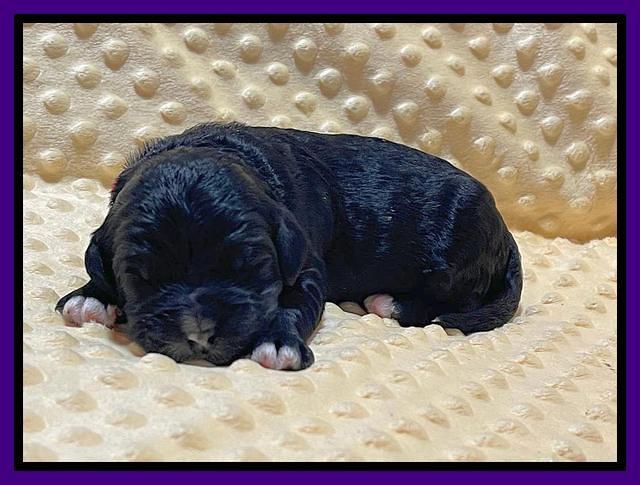 Kenzie Flynn pups 1 week old 91