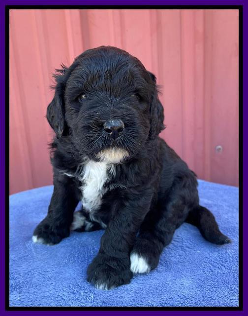 Kenzie Flynn pups 4 wks old 12!