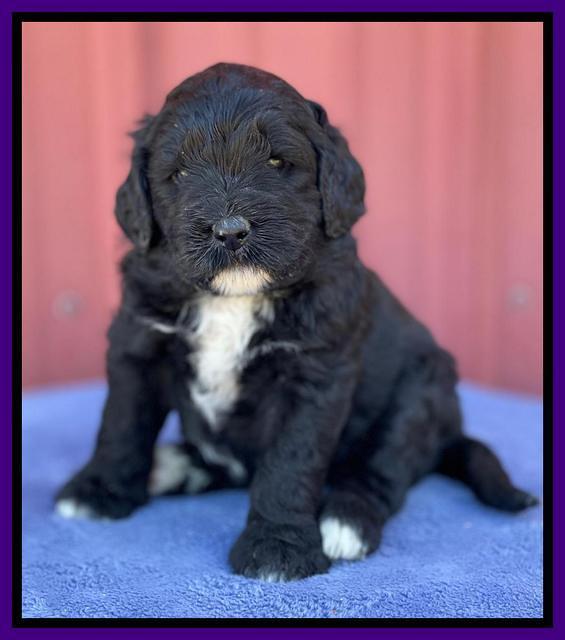 Kenzie Flynn pups 4 wks old 13!