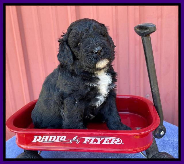 Kenzie Flynn pups 4 wks old 17!