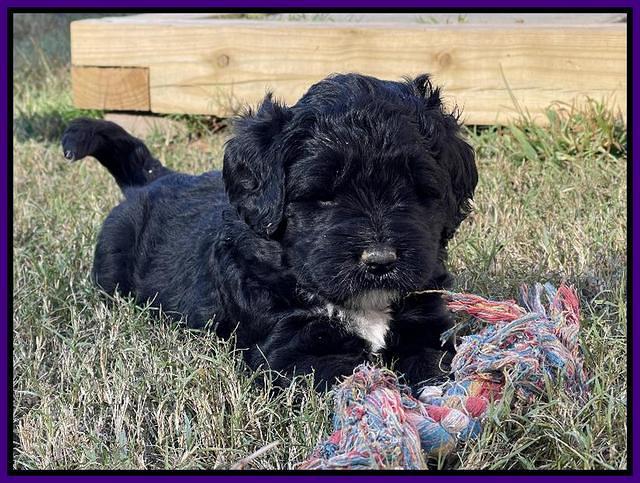 Kenzie Flynn pups 5 wks old 121