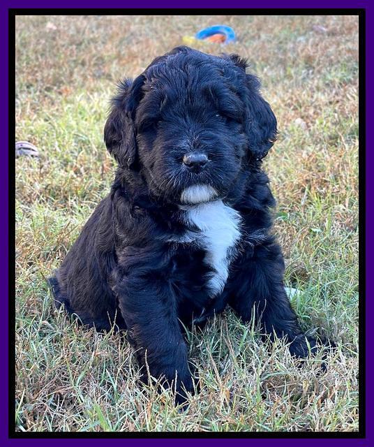 Kenzie Flynn pups 5 wks old 131