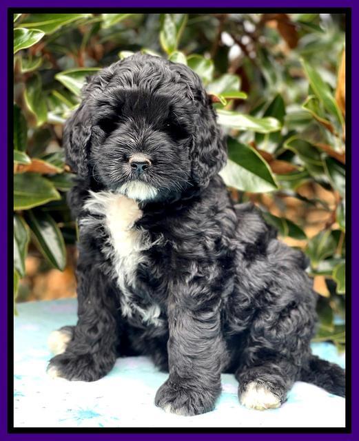 Kenzie Flynn pups 7 wks old 151