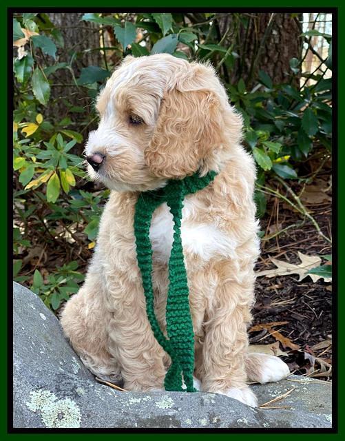 Kenzie Flynn 8 weeks old 12332