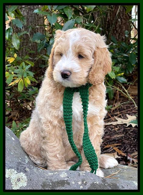 Kenzie Flynn 8 weeks old 6332