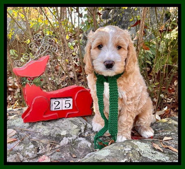 Kenzie Flynn 8 weeks old 9332