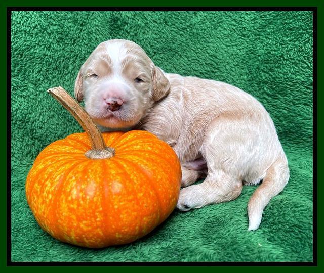 Kenzie Flynn pups 2 wks old 181