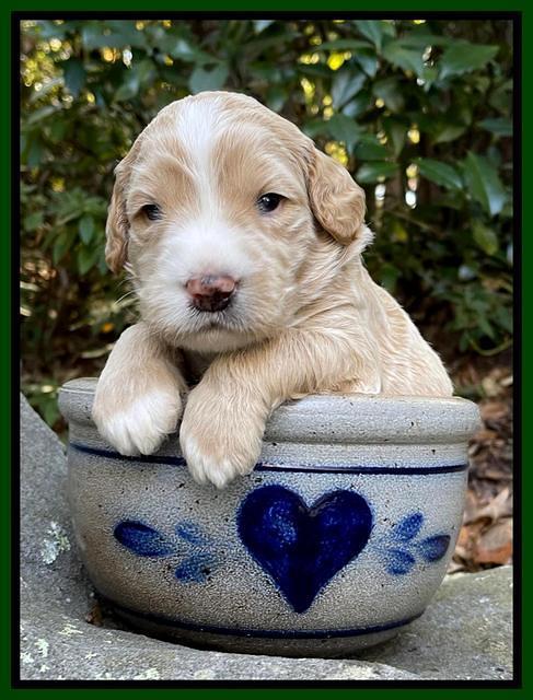 Kenzie Flynn pups 3 wks old 171