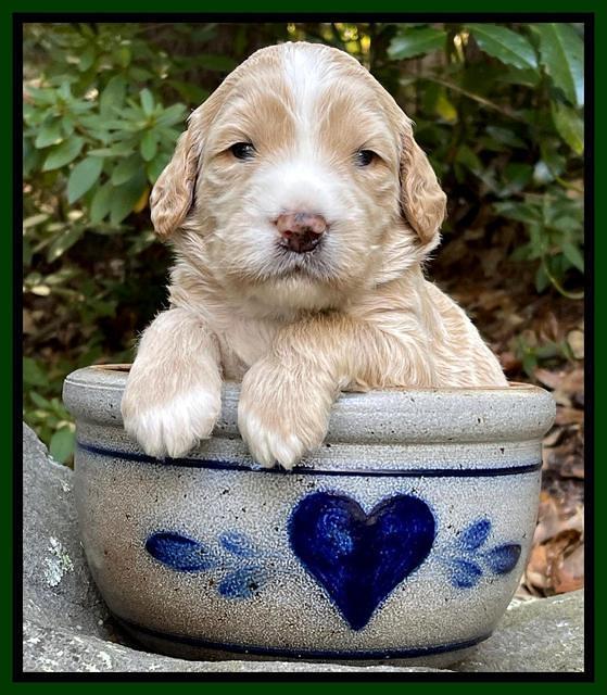 Kenzie Flynn pups 3 wks old 211