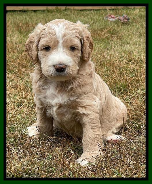 Kenzie Flynn pups 5 wks old 171