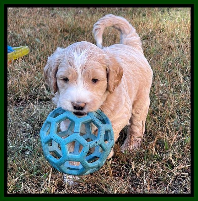 Kenzie Flynn pups 5 wks old 181