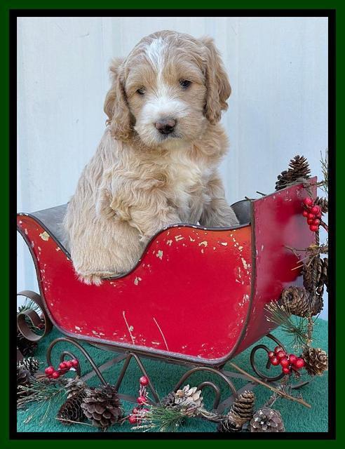 Kenzie Flynn pups 6 wks old 231