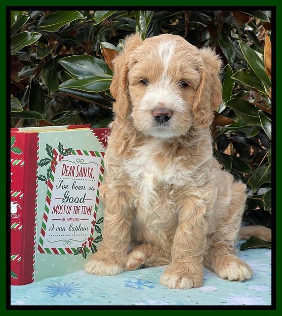 Kenzie Flynn pups 7 wks old 231