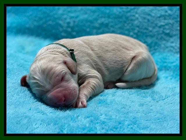 Kenzie Newborn pics 71