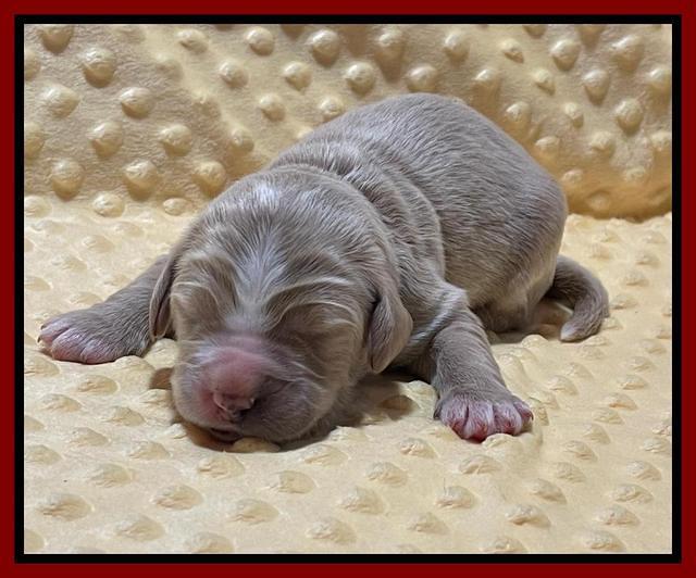 Kenzie Flynn pups 1 week old 161