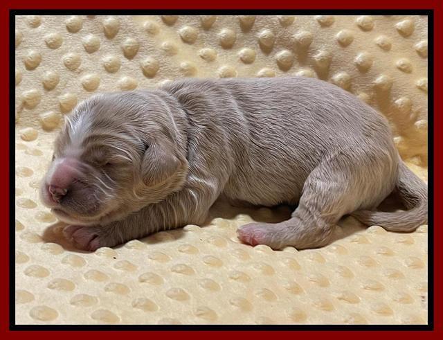 Kenzie Flynn pups 1 week old 181