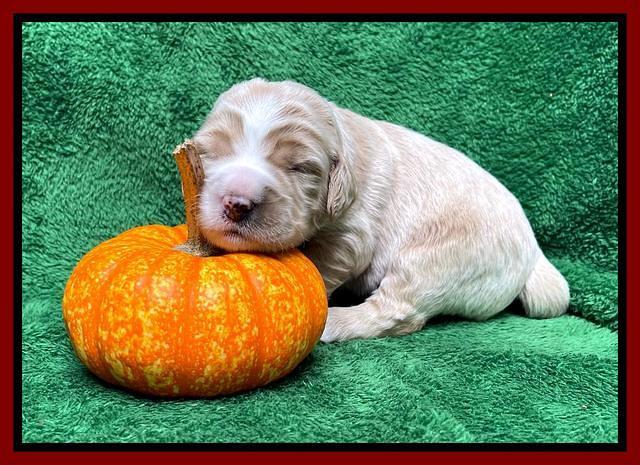 Kenzie Flynn pups 2 wks old 201