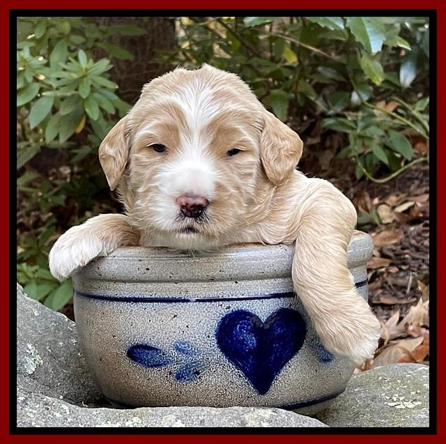 Kenzie Flynn pups 3 wks old 241