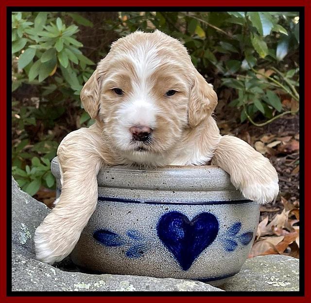 Kenzie Flynn pups 3 wks old 261