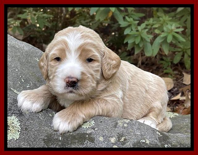 Kenzie Flynn pups 3 wks old 271