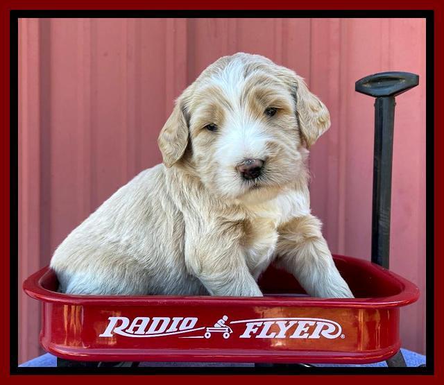 Kenzie Flynn pups 4 wks old 27!