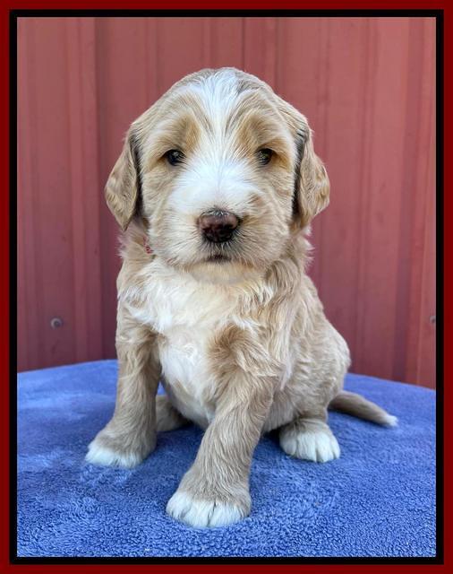 Kenzie Flynn pups 4 wks old 28!