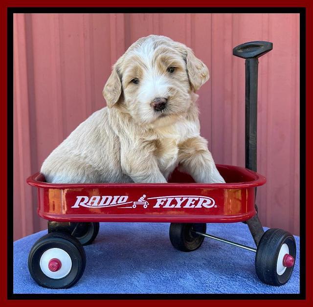 Kenzie Flynn pups 4 wks old 29!