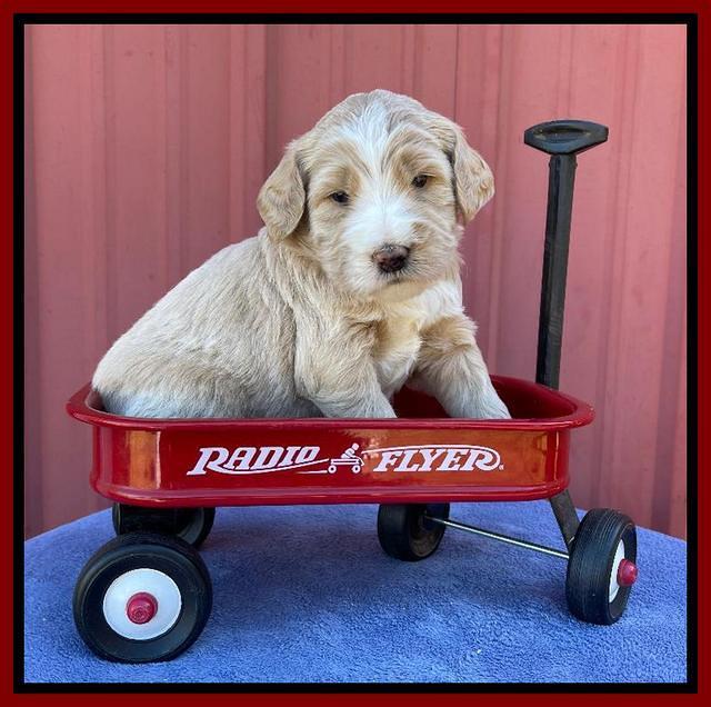 Kenzie Flynn pups 4 wks old 30!