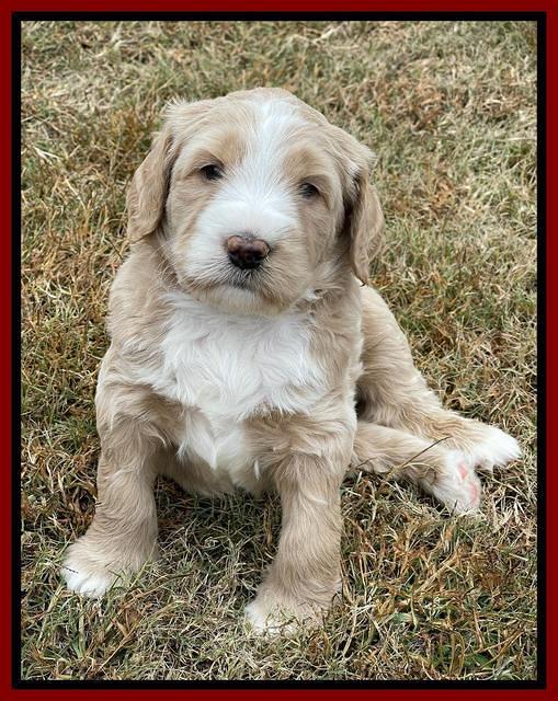 Kenzie Flynn pups 5 wks old 251