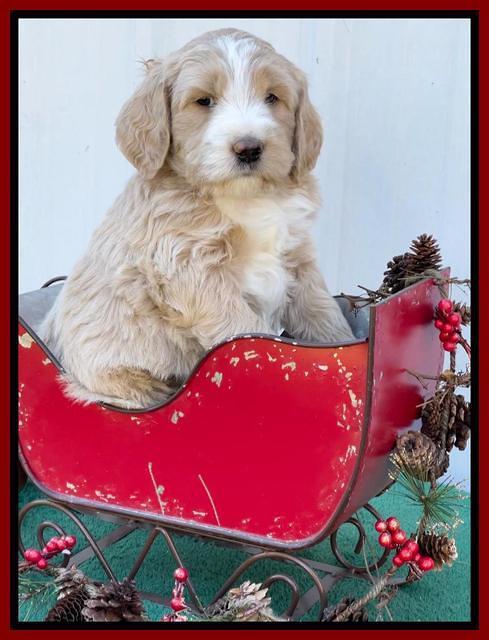 Kenzie Flynn pups 6 wks old 271