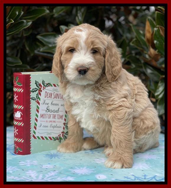 Kenzie Flynn pups 7 wks old 251