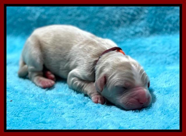 Kenzie Newborn pics 81
