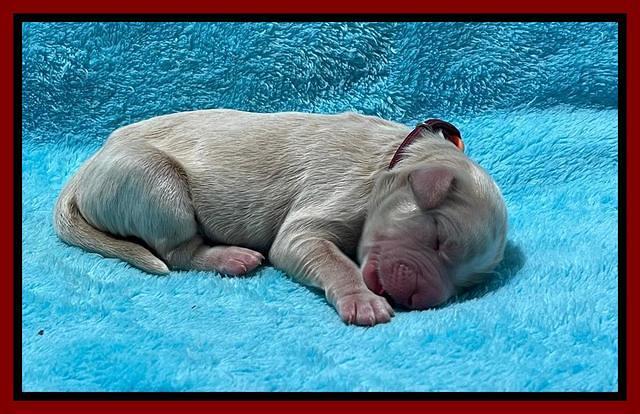 Kenzie Newborn pics 91