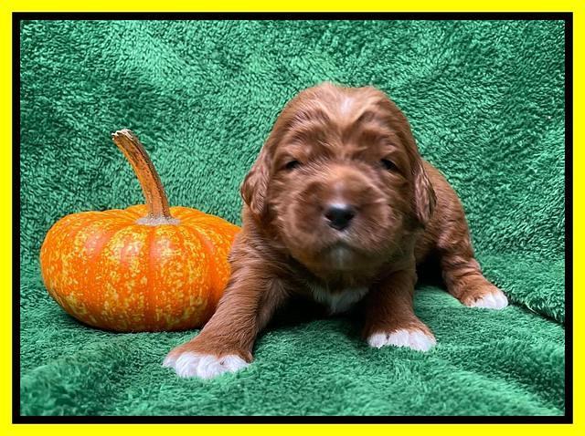 Kenzie Flynn pups 2 wks old 251